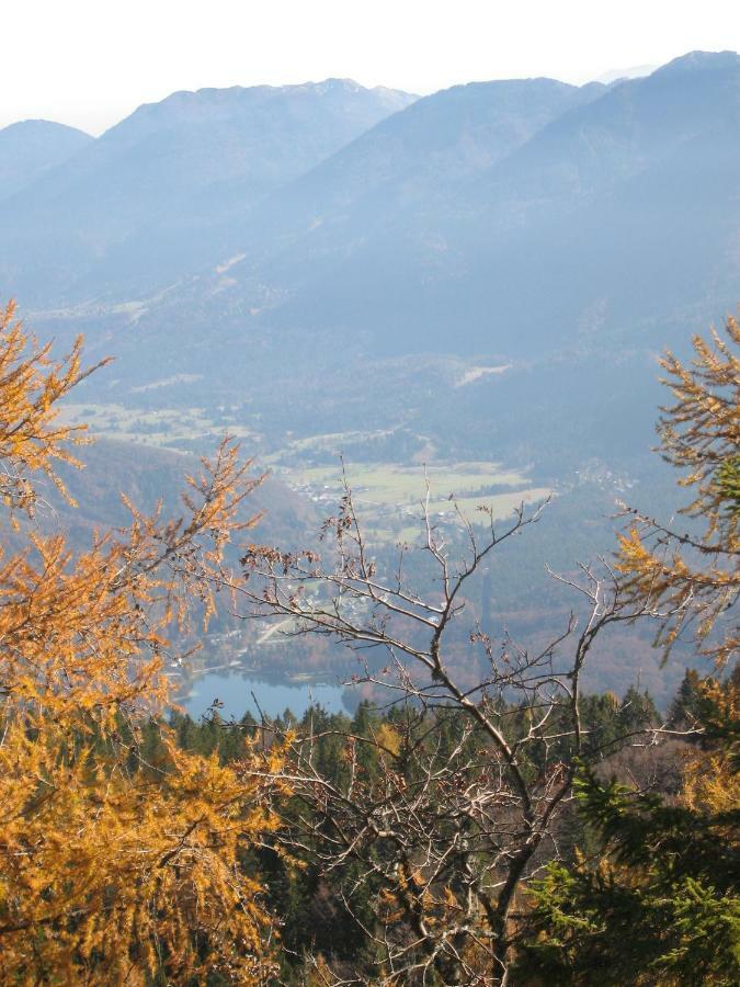 Pikon * Bohinj